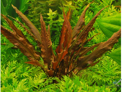 Криптокорина Вендта Коричневая (пластиковый горшок)