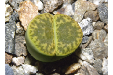 Lithops bromfieldii v.insularis ‘Sulphurea’ C362 
