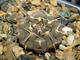 Gymnocalycium riojense VG-671 (D=25-30 mm)