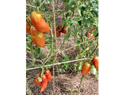 Томат Аббаттиста паста (Abbattista paste)