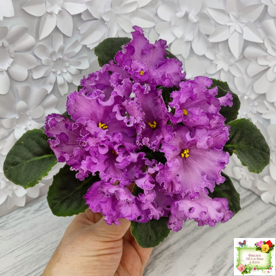 НК-Императорский Сад (Н.Козак) 2019 г. (лонг листва)