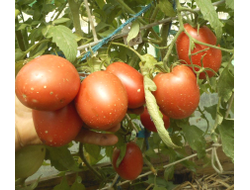 Томат Воловье сердце минусинское