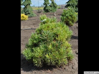 Сосна кедровая европейская Ортлер - Ortler