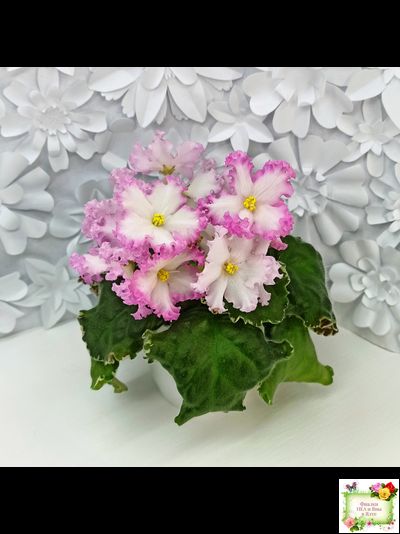 Nik-Обыкновенная Богиня (Н. Булко) 2023 г.