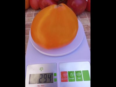 Томат Желтый клюв