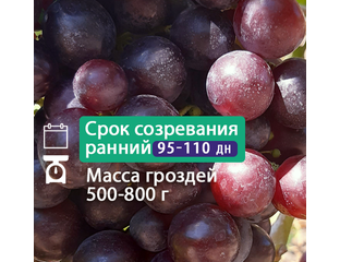 Столовые сорта винограда. Гибридная форма винограда Аюта. Лучшие сорта ...