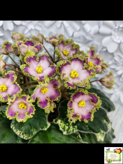 НД-Вербена (Н. Данилова-Суворова) 2021 г.