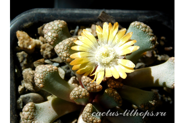  Titanopsis hugo-schlechteri (MG-1872)