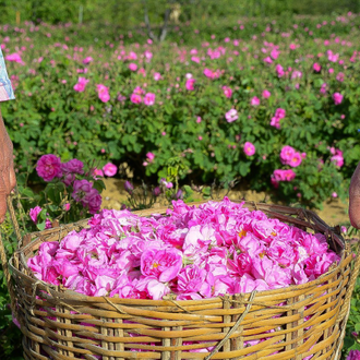 Роза Дамасцена (Rosa damascena), Турция 1 г - 100% натуральное эфирное масло