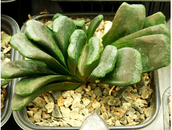 Haworthia sp. 8 (Dl= см)
