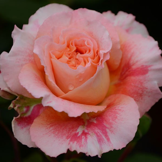 Джеф Л`Артист