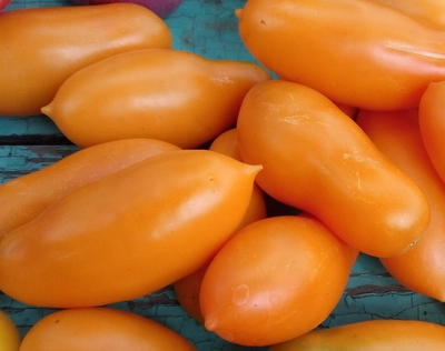 Томат Мидас