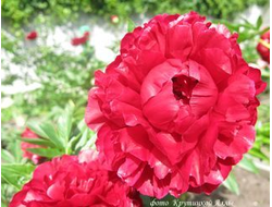 Пион Henry Bockstoce (Генри Бокстоc)