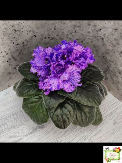 ВаТ-Инопланетянин (Т. Валькова) 2015 г. (стартер из цветоноса)