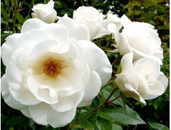 Роза плетистая Iceberg Cl (Fee des Neiges Cl, Schneewittchen Cl), C5