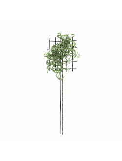 вьющиеся Вьющееся растение на штамбе 3