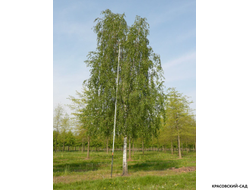 Береза бородавчатая - Betula pendula