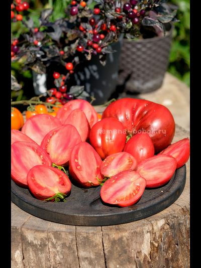 Томат Бронзовые Носики Сержанта Пеппера, 10 шт