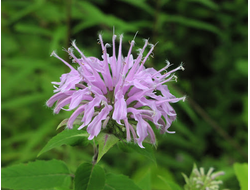 Монарда дудчатая (Monarda fistulosa) хем. гераниол (5 мл) - 100% натуральное эфирное масло