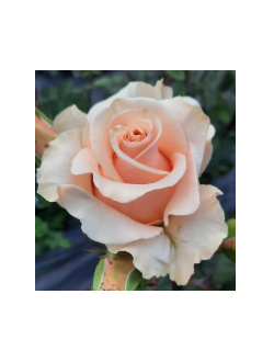 Примадонна (Primadonna)