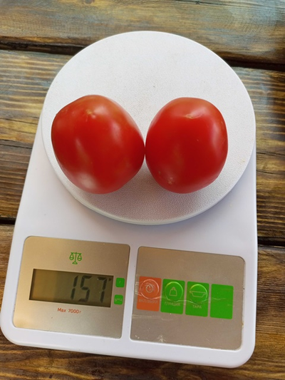 Томат Аргентинская сливка