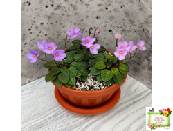 Frosted Fantasy спорт трейлер