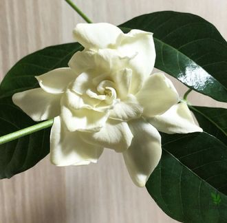 Gardenia Jasminoides 'Mystery'