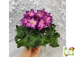 Nik-Любовный Напиток (Н. Булко) 2023 г.