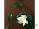 Gardenia Jasminoides 'Mystery'