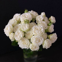 Кустовая роза