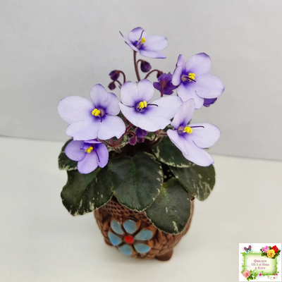 Smitten Kitten (LLG/S.Sorano) 03/22/2008 (9956)