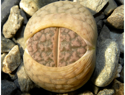 Lithops hookeri v.elephina C092