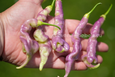 Перец острый Aji Confusion (Ахи Конфуз), 10 шт