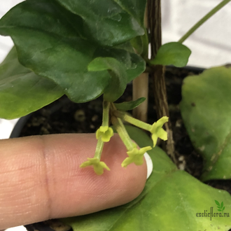 Никодемия дуболистная /  Nicodemia ( Buddleja indica )