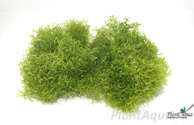 Риччия плавающая (Riccia fluitans)