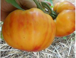 Томат Олимпийский огонь