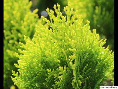 Туя Ауреа Нана - Aurea Nana