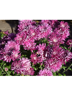 Хризантема корейская Парижанка