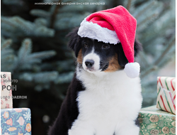 щенок mas - мальчик с ГОЛУБЫМ ошейничком Д-2025, окрас черный триколор, на фото 3 мес