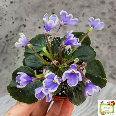 Н-Лесной Родник (Н. Бердникова) 2015 (детка-стартер)