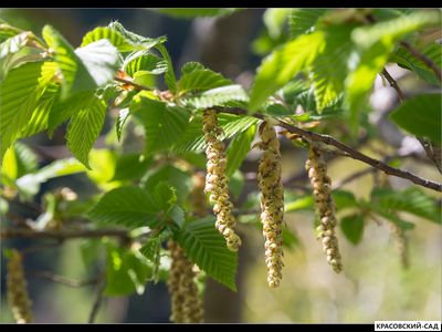 Граб обыкновенный - Carpinus