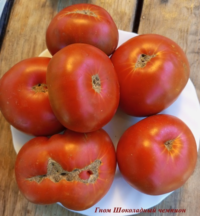 Томат Гном Шоколадный чемпион (Dwarf Chocolate champion)
