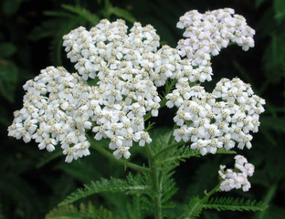 Тысячелистник (Achillea millefolium) - 100% натуральное эфирное масло