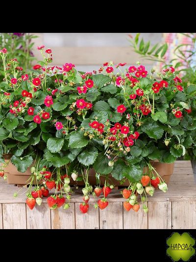 ЗЕМЛЯНИКА &quot;БРИЗ РОУЗ F1&quot; (РЕМОНТАНТНАЯ, ОЧЕНЬ КРАСИВАЯ И ВКУСНАЯ!)