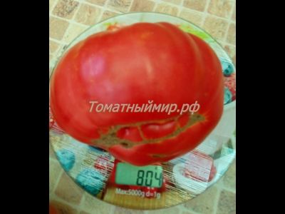 Томат Клеота розовая (Cleota Pink) США