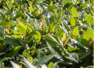 Лавр (Laurus nobilis) Болгария, молодые листья (5 мл) - 100% натуральное эфирное масло