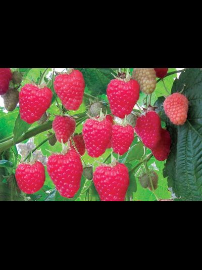 Жар птица(малина) 1год ЗКС