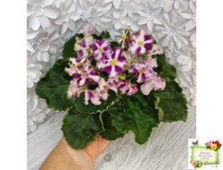 Лесной Царь (Кузина, Артемова) 2009 г. химера (стартер сорт)