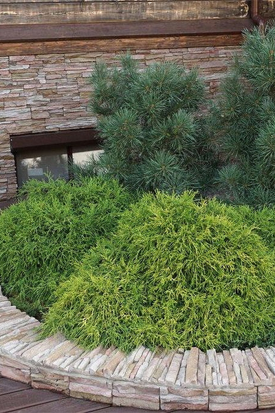 Кипарисовик горохоплодный Filifera Nana