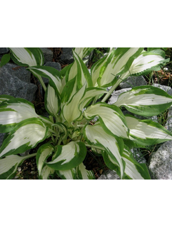 ХОСТА Вайт Кристмас (White Christmas)